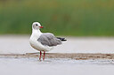 BUITEN BEELD Foto: 450659