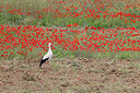 BUITEN BEELD Foto: 450672