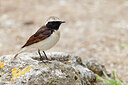 BUITEN BEELD Foto: 450701