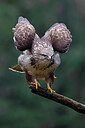 BUITEN BEELD Foto: 450702