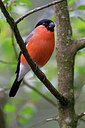 BUITEN BEELD Foto: 450706