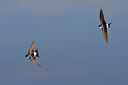 BUITEN BEELD Foto: 450714