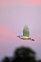 BUITEN BEELD Foto: 450717