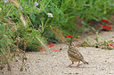 BUITEN BEELD Foto: 450720