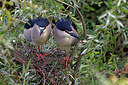 BUITEN BEELD Foto: 450721