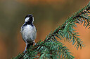 BUITEN BEELD Foto: 450734