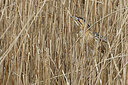 BUITEN BEELD Foto: 450735