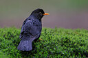 BUITEN BEELD Foto: 450738