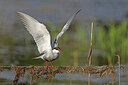 BUITEN BEELD Foto: 450745