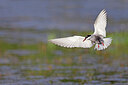 BUITEN BEELD Foto: 450746