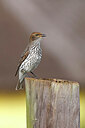 BUITEN BEELD Foto: 450759