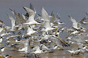BUITEN BEELD Foto: 450777