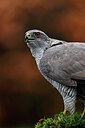 BUITEN BEELD Foto: 450779