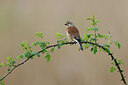 BUITEN BEELD Foto: 450784