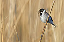 BUITEN BEELD Foto: 450793