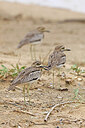 BUITEN BEELD Foto: 450797