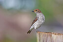 BUITEN BEELD Foto: 450807
