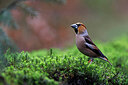 BUITEN BEELD Foto: 450808