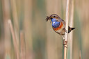BUITEN BEELD Foto: 450812