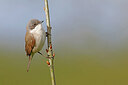 BUITEN BEELD Foto: 450817