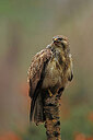 BUITEN BEELD Foto: 450819