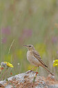 BUITEN BEELD Foto: 450822