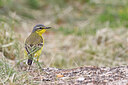 BUITEN BEELD Foto: 450829