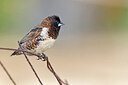 BUITEN BEELD Foto: 450834