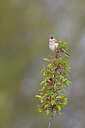 BUITEN BEELD Foto: 450836