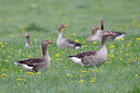 BUITEN BEELD Foto: 450838