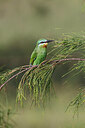 BUITEN BEELD Foto: 450845