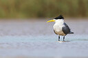 BUITEN BEELD Foto: 450848