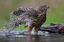 BUITEN BEELD Foto: 450853