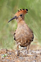 BUITEN BEELD Foto: 450858
