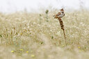 BUITEN BEELD Foto: 450861