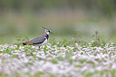 BUITEN BEELD Foto: 450862