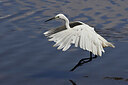 BUITEN BEELD Foto: 450865
