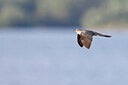 BUITEN BEELD Foto: 450870