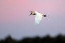 BUITEN BEELD Foto: 450871