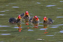 BUITEN BEELD Foto: 450879
