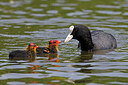BUITEN BEELD Foto: 450880