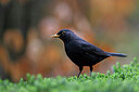 BUITEN BEELD Foto: 450881