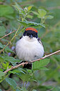 BUITEN BEELD Foto: 450893