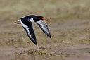 BUITEN BEELD Foto: 450895