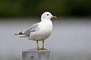 BUITEN BEELD Foto: 450901