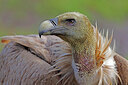 BUITEN BEELD Foto: 450905