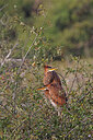 BUITEN BEELD Foto: 450913