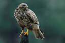 BUITEN BEELD Foto: 450914