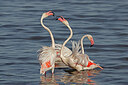 BUITEN BEELD Foto: 450917