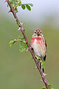 BUITEN BEELD Foto: 450926